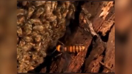 tn7-Abeja japonesa desarrolló sistema de defensa para combatir avispones gigantes-070520