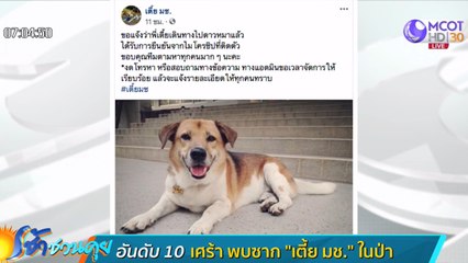 เศร้า! พบซาก “เตี้ย มช.” ในป่า ส่งชันสูตรหาสาเหตุการตาย