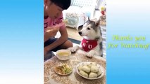 Cute Pets And Funny Animals Compilation #44 - cute cat videos