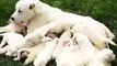 ALABAY YAVRULARI ve ANNESi SABAH SUTU - ALABAi MOM and PUPPiES MiLK MORNiNG