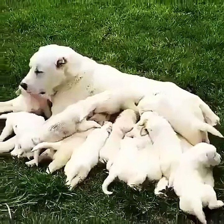 ALABAY YAVRULARI ve ANNESi SABAH SUTU - ALABAi MOM and PUPPiES MiLK MORNiNG