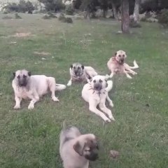 SiVAS KANGAL KOPEKLERi GOREV ARASI MOLA - KANGAL SHEPHERD DOGS