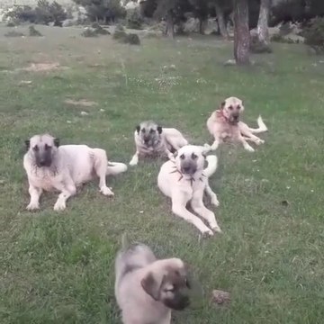 SiVAS KANGAL KOPEKLERi GOREV ARASI MOLA - KANGAL SHEPHERD DOGS