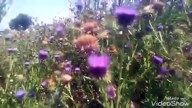 Yabani enginar bitkisinin devedikeni kengel bitkisi otunun tohumlar çayının faydaları yararları