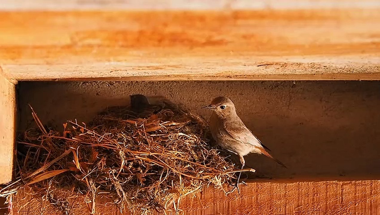 Bird's Nest