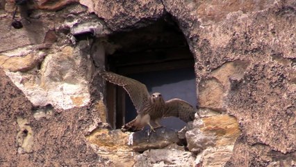 Bird Perched On A Windowpane