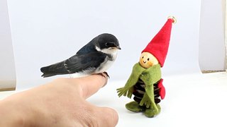 Bird Perched On A Finger