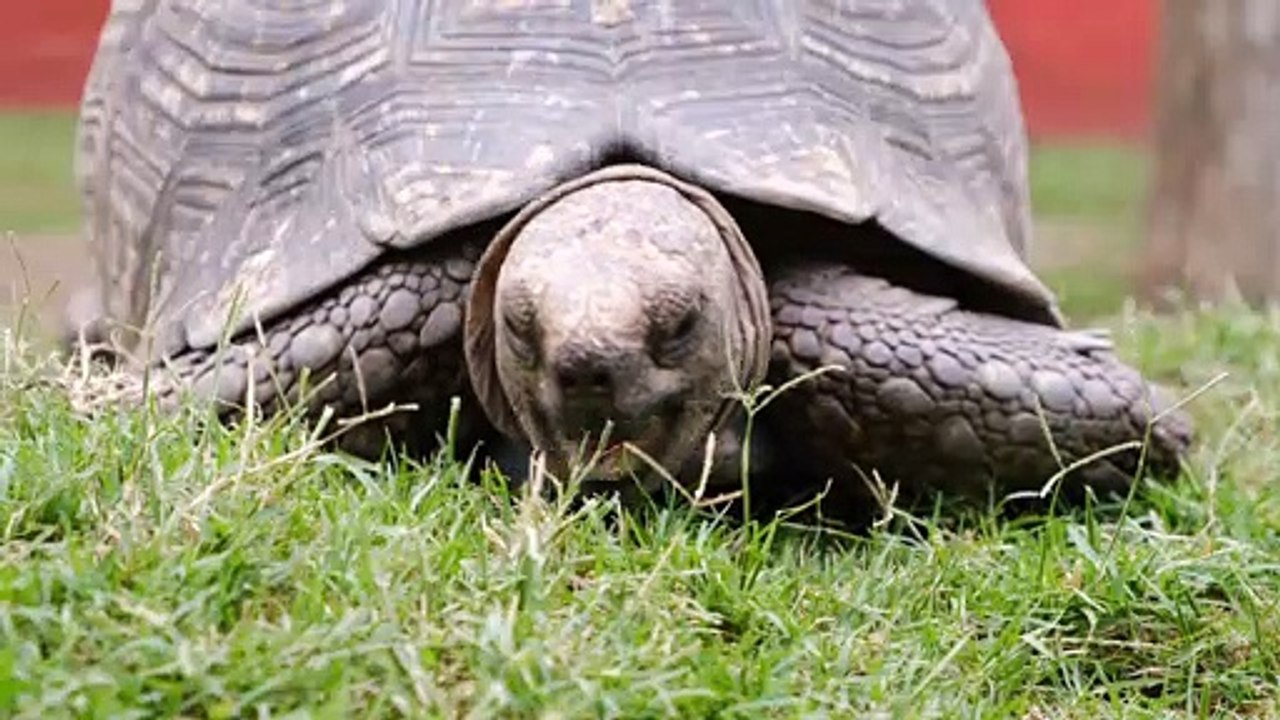 Tortoise Eating