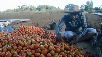 Petani Manfaatkan Media Sosial untuk Jual Hasil Panen