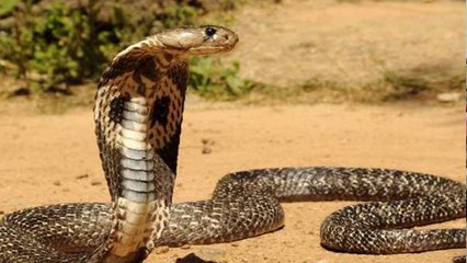 ठेके खुलते ही शराब के नशे में धुत शख्स ने सांप को काटा, जानिए फिर क्या हुआ