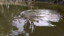 Carp Fish Catch with Hook | Best Hook Fishing  in Village Pond |