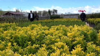 Van'ın caddelerini süsleyen çiçekler seralarda üretiliyor