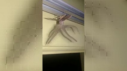 Il filme une créature très bizarre qui ressemble à un Alien