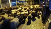 Yaylaya göç eden koyun sürüsünün şehir merkezinden geçişi ilginç görüntüler oluşturdu