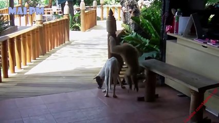 Funniest Monkeys Vs Cats and Dogs Video|funny monkey|funny cats|funny dogs video