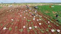 - Adana'da turfanda patatese buruk hasat- 68 bin dekara ekilen patatesin hasadı başladı- Adana'da...