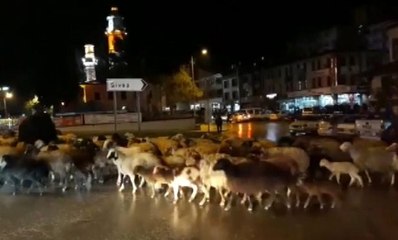 Şehir merkezinden koyun sürüsü geçti
