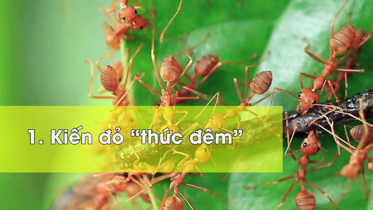 5 dấu hiệu mà thiên nhiên cảnh báo con người trước thiên tai