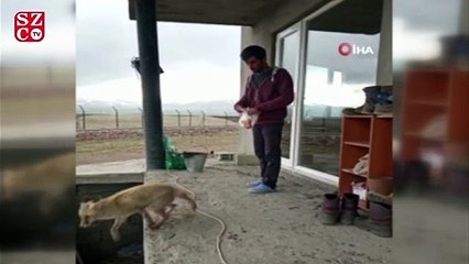 Dost olduğu tilkiyi her gün eliyle besliyor