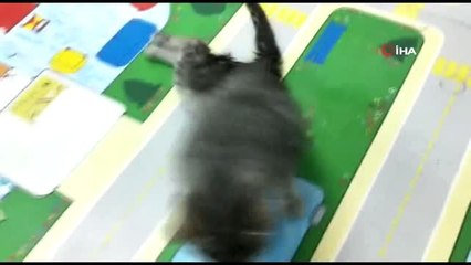Ayakları felçli olan kedi yürüteç ile hayata döndü
