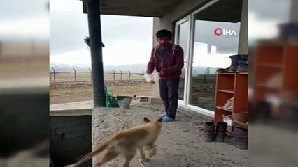 Dost olduğu tilkiyi her gün eliyle besliyor