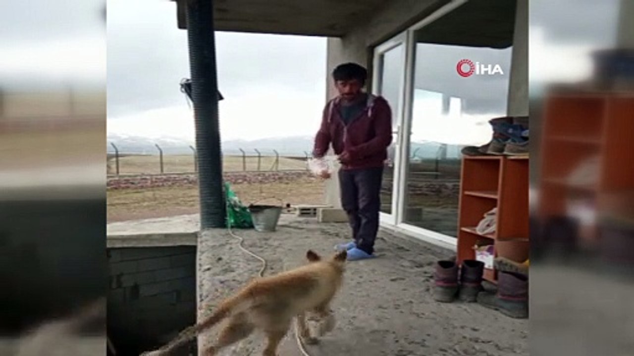 Dost olduğu tilkiyi her gün eliyle besliyor