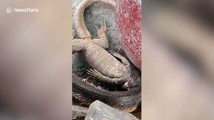 Gruesome moment king cobra eats huge monitor lizard