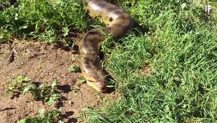 What If You Were Swallowed by an Anaconda__HIGH