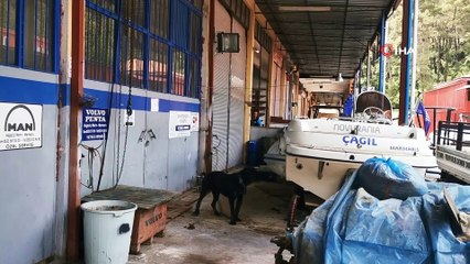 Pitbull’un saldırdığı köpek görevinin başında