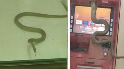 Video: ICICI बैंक के ATM में घुसा जहरीला किंग कोबरा, कैश निकालने गए लोगों की निकली चीख