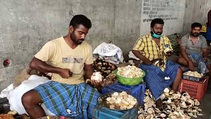 தொடங்கிய நுங்கு அறுவடை.. உள்ளூர்களில் களைகட்டும் விற்பனை.. ஆர்வம் காட்டும் மக்கள்! - வீடியோ