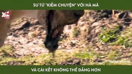 với hà mã và cái kết không thể đắng hơn