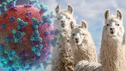 லாமாக்கள் உடலில் கொரோனா தடுப்பு மருந்து?  விஞ்ஞானிகள் தீவிர ஆராய்ச்சி