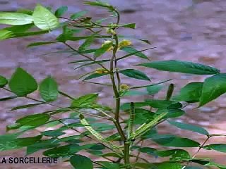 HYPER-PUISSANT CONTRE LA SORCELLERIE