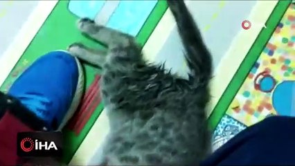 Ayakları felç kedi yürüteç ile hayata döndü