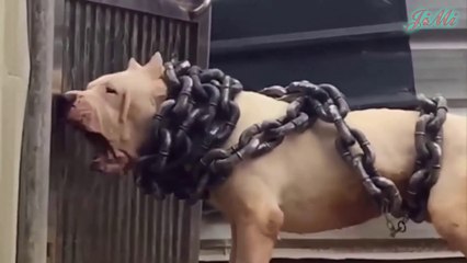 Chó Ngao Argentina | Giới Hạn Nào Của Sức Mạnh