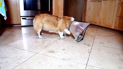 Ce chien réussira-t-il à attraper son os ? hahaha