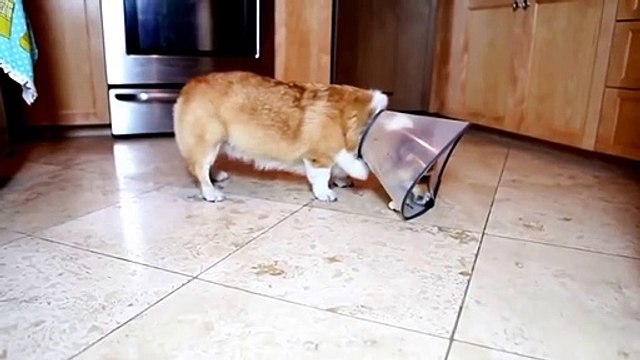 Ce chien réussira-t-il à attraper son os ? hahaha