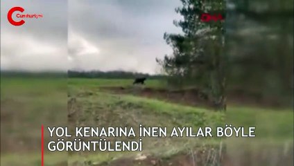 Yola kenarına inen ayılar görüntülendi