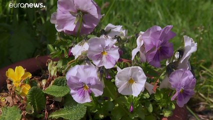 75 anos: Veteranos recordam rendição da Alemanha nazi