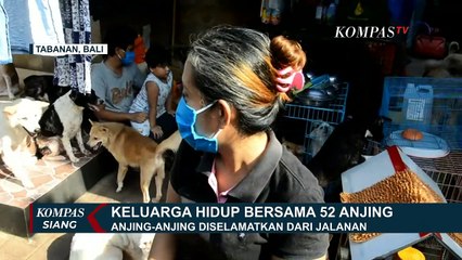 Pasutri di Bali Rawat Puluhan Anjing Stray di Rumah