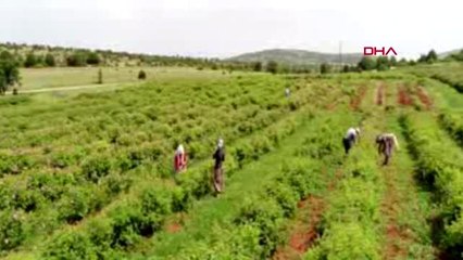 Isparta'da gül sezonu başladı-2