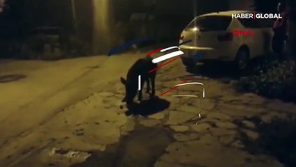 İlçe merkezine inen domuz ailesi böyle görüntülendi