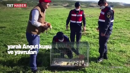 Yaralı angut tedavi edilerek doğaya salındı