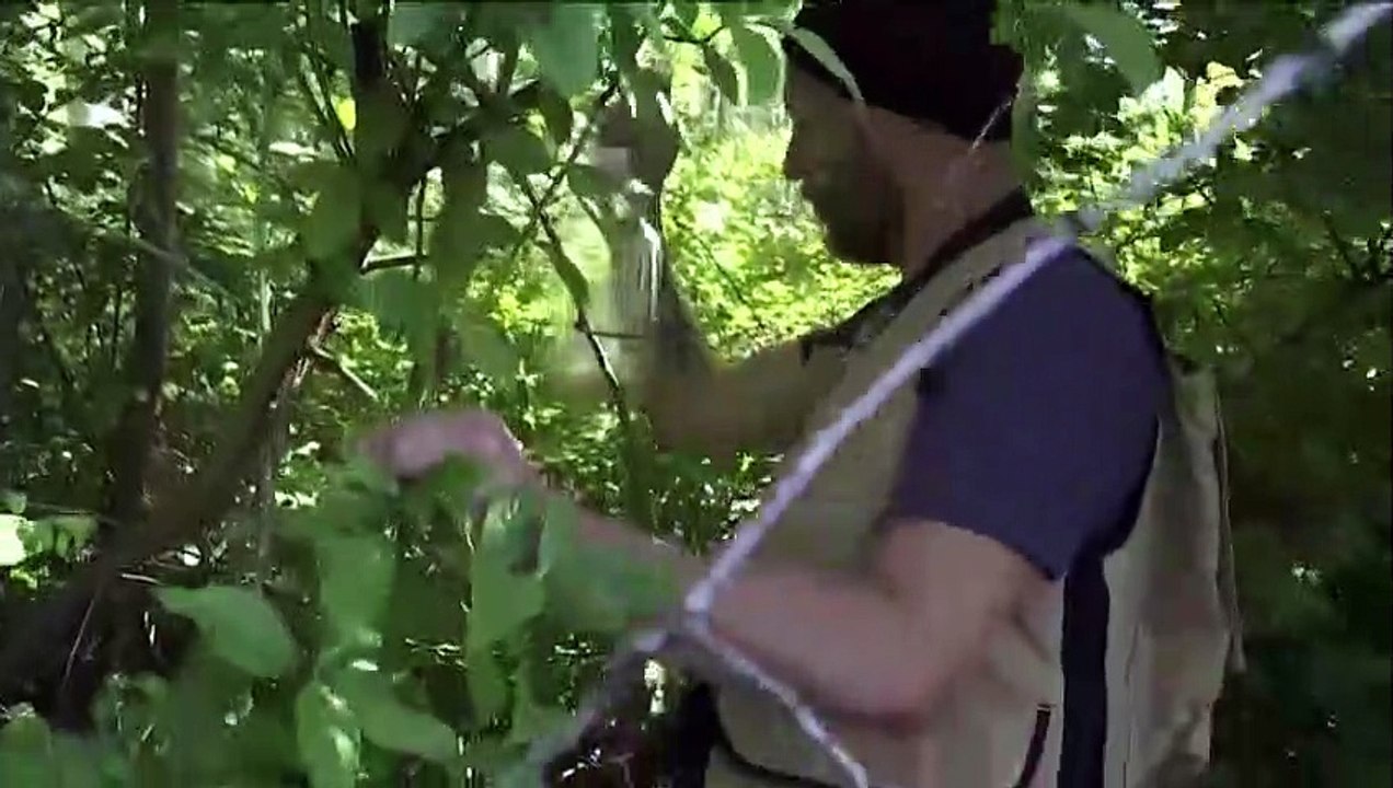 USA wappnen sich gegen Asiatische Riesenhornissen