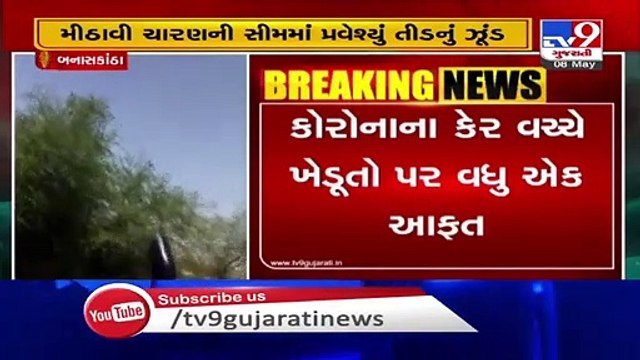 Swarm of locusts entered Banaskantha, farmers worried _ Tv9GujaratiNews