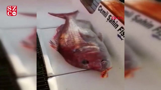 Oltayla 13 kilo 890 gramlık trança balığı yakaladı