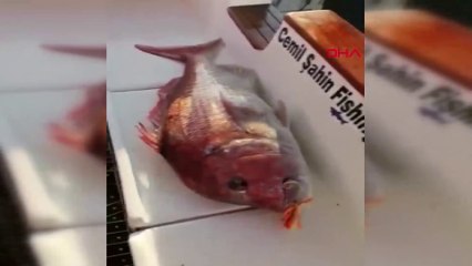 Oltayla 13 kilo 890 gramlık trança balığı yakaladı