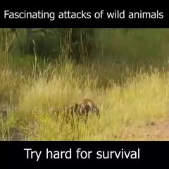 Animal Competitions.Try Hard For Survival