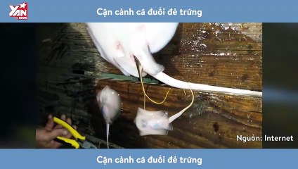 Cận cảnh cá đuối đẻ trứng